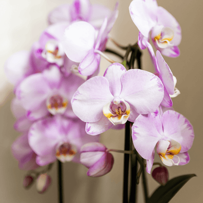 Kolibri Orchids | Rosa Niagara Falls Orchidee 12 cm mit Mesh White Übertopf – Frisch vom Züchter 