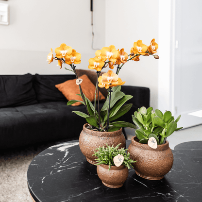 Phalaenopsis-Orchidee Las Vegas – Orange – Ø12cm – Zimmerpflanze mit 3-4 Blütenstielen – Ansicht 12
