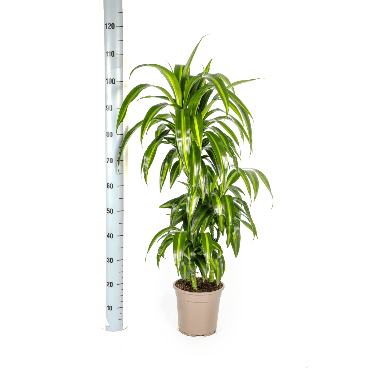 Drachenbaum - Dracaena Deremensis ‘Hawaiian Sunshine’ – Zimmerpflanze – Ø21 cm – Höhe 90–110 cm – Tropisches Flair mit gelb-grünem Laub 
