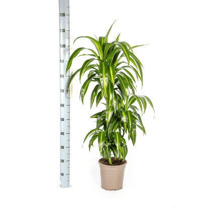 Drachenbaum - Dracaena Deremensis ‘Hawaiian Sunshine’ – Zimmerpflanze – Ø21 cm – Höhe 90–110 cm – Tropisches Flair mit gelb-grünem Laub 