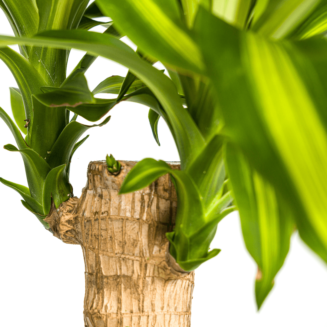 Dracaena Fragrans Massangeana met mand Ø21cm - ↕90 - 110cm 