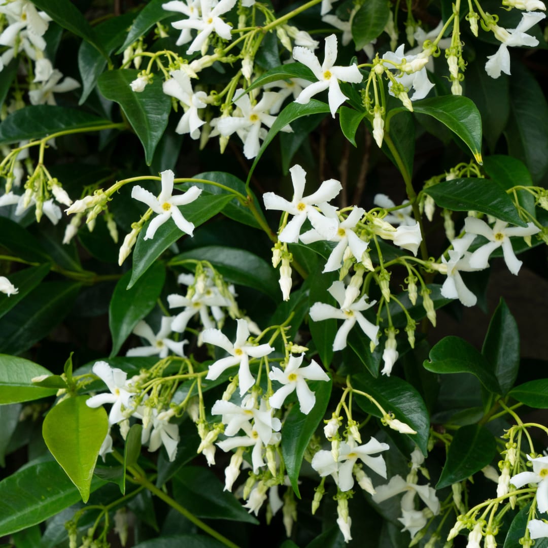 Trachelospermum jasminoides Star of Venice Ø23cm