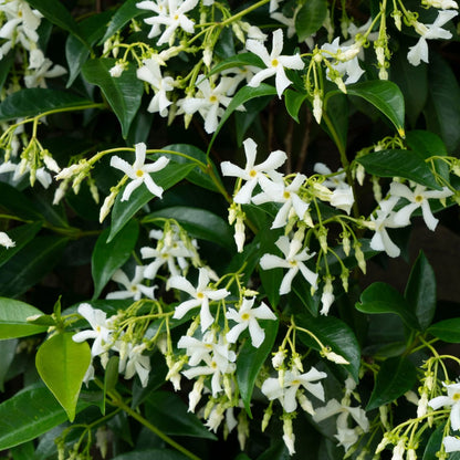 Trachelospermum jasminoides Star of Venice Ø23cm
