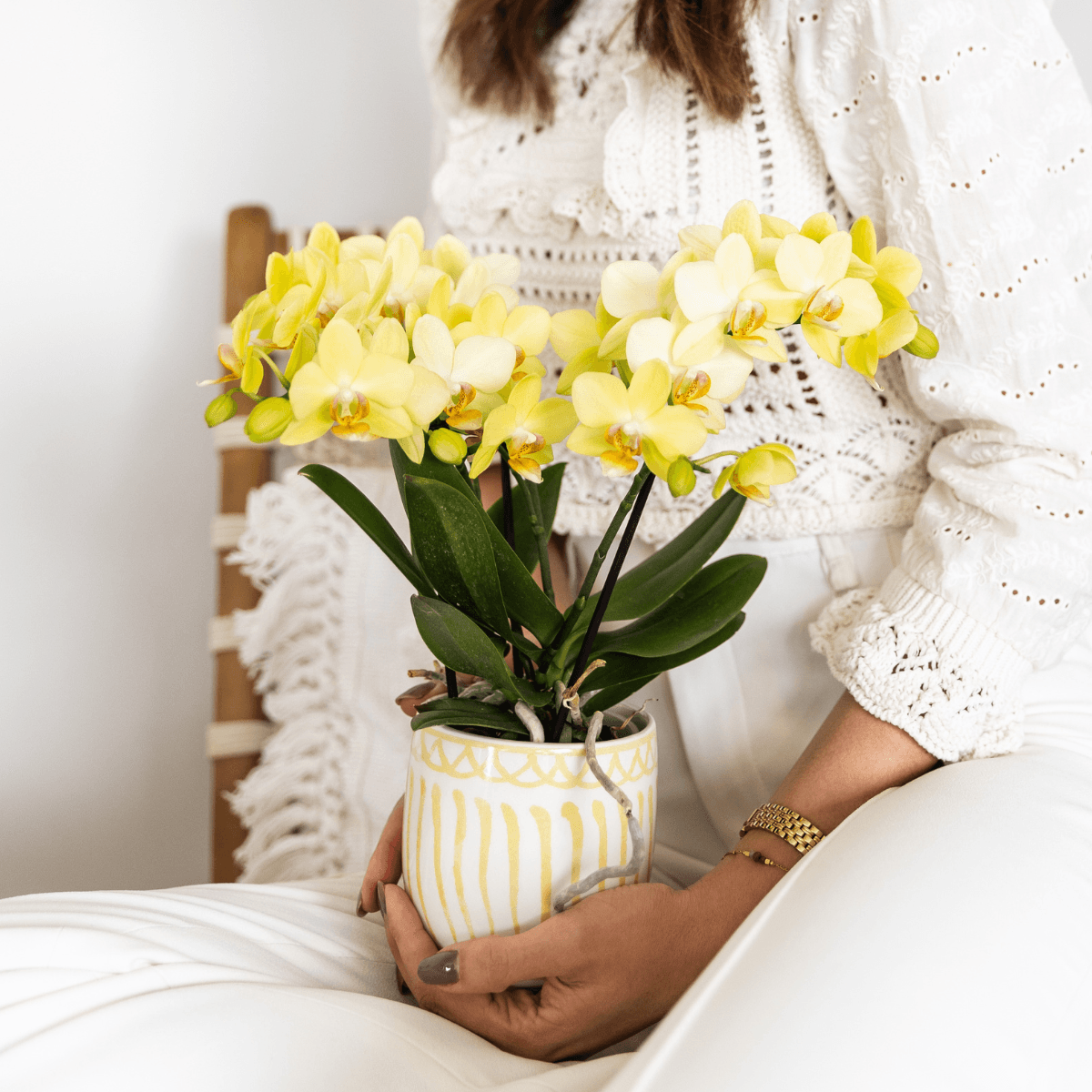 Gelbe Phalaenopsis Orchidee 'Albenga' – Ø9cm – Zimmerpflanze mit 2–3 Blütenstielen – Lange Blütezeit – Pflegeleicht – Direkt vom Züchter 