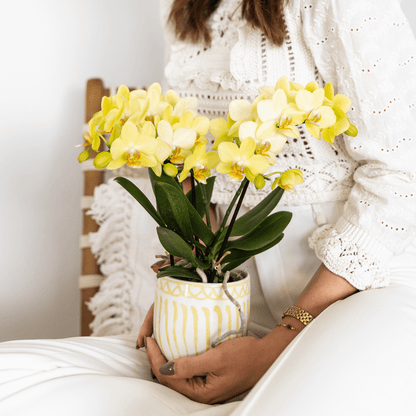 Gelbe Phalaenopsis Orchidee 'Albenga' – Ø9cm – Zimmerpflanze mit 2–3 Blütenstielen – Lange Blütezeit – Pflegeleicht – Direkt vom Züchter 