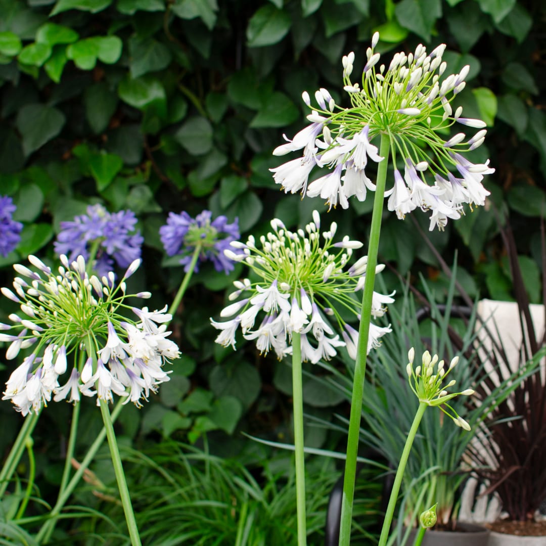 Agapanthus Fireworks Ø23cm