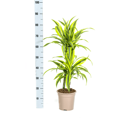 Drachenbaum Dracaena Deremensis Lemon Lime – Zimmerpflanze – Ø19cm – 70-90cm hoch – Lebendige grüne Blätter mit hellgrünem Rand – Pflegeleicht & dekorativ 