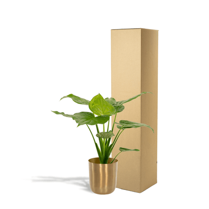 Alocasia Cucullata - Ø19cm - ↕65cm + Topf Mayk Gold 