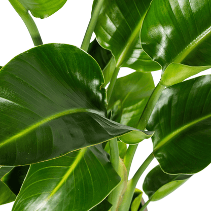 Baum-Strelitzie – Strelitzia Nicolai – Zimmerpflanze – Tropische Riesenpflanze – Ø21cm – Höhe 90–110cm – Exotischer Blickfang – Pflegeleicht 