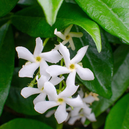 Trachelospermum jasminoides Star of Venice Ø23cm