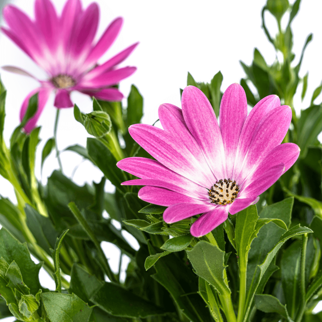 Kapmargerite - Osteospermum ecklonis Pink - Ø12 cm - ↕20 cm - 8 Pflanzen 