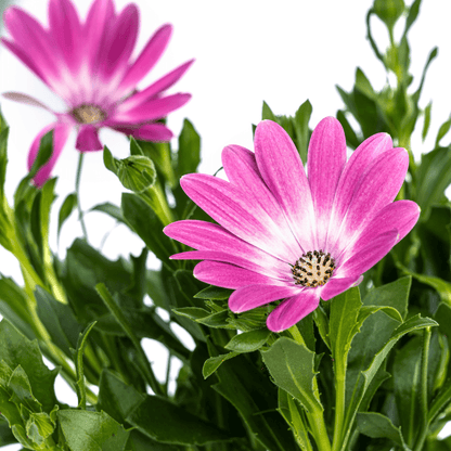 Kapmargerite - Osteospermum ecklonis Pink - Ø12 cm - ↕20 cm - 8 Pflanzen 