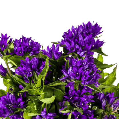 Glockenblume - Campanula glomerata 'Genti Blue' – Ø19 cm – Höhe 30–40 cm – violettblaue Blüten – Winterharte Staude für Beet, Steingarten & Rabatte 