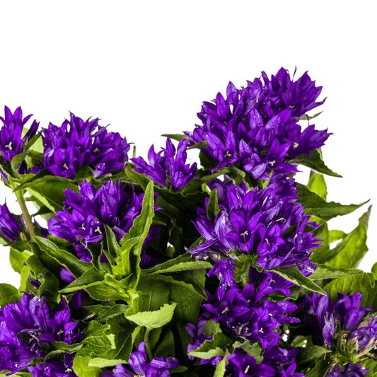 Glockenblume - Campanula glomerata 'Genti Blue' – Ø19 cm – Höhe 30–40 cm – violettblaue Blüten – Winterharte Staude für Beet, Steingarten & Rabatte 