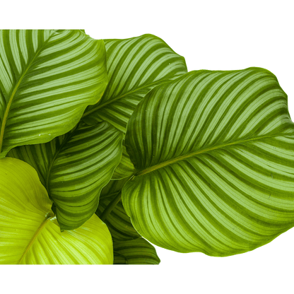 Korbmarante Calathea Orbifolia – Zimmerpflanze – Ø27cm – ↕70-90cm – große dekorative Blätter – pflegeleicht & tropisches Flair 