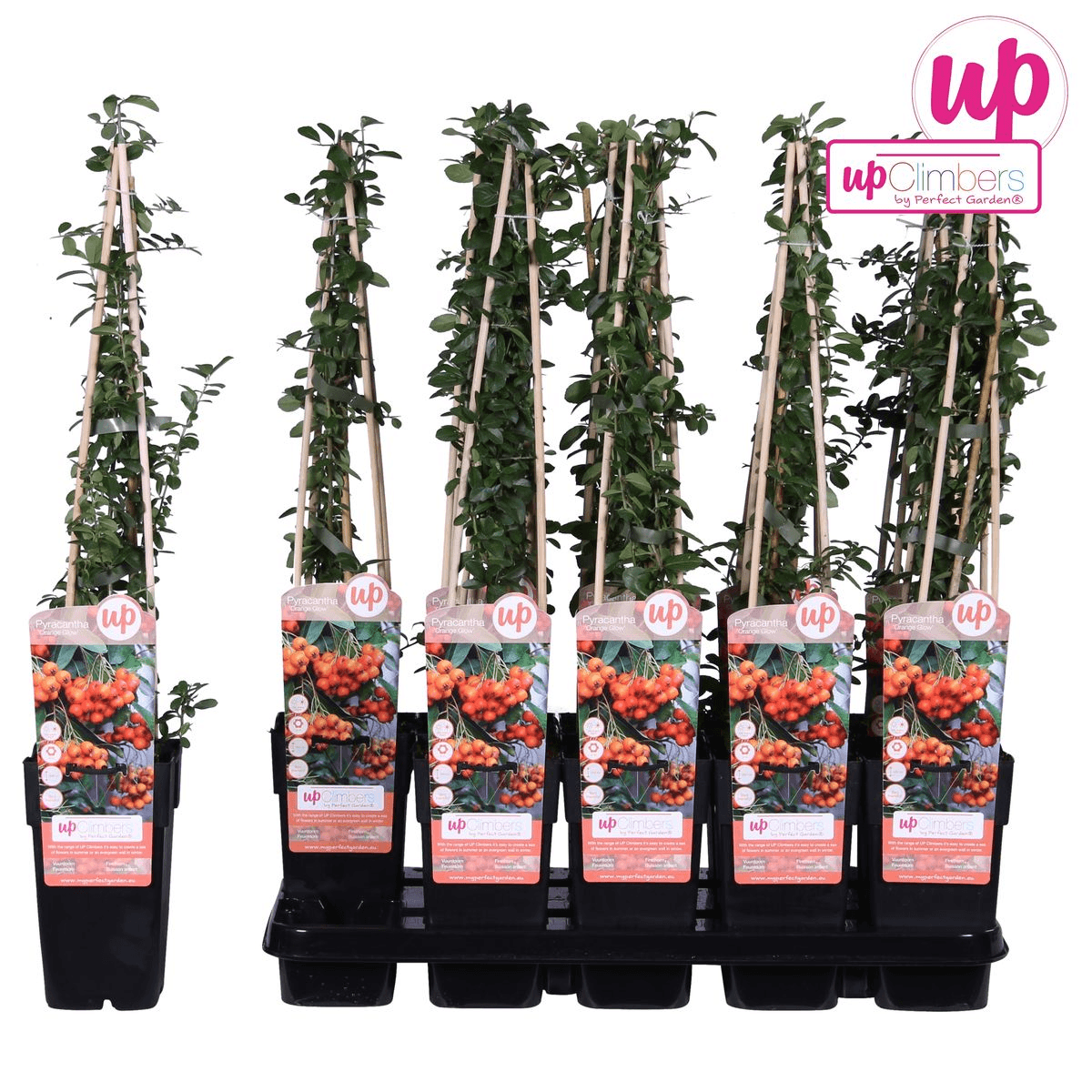 Feuerdorn – Pyracantha 'Orange Glow' – Ø15cm – ↕65cm – Immergrüner Strauch mit oranger Beerenpracht – Ideal als Sichtschutz & Vogelschutzhecke – Für Garten & Terrasse 