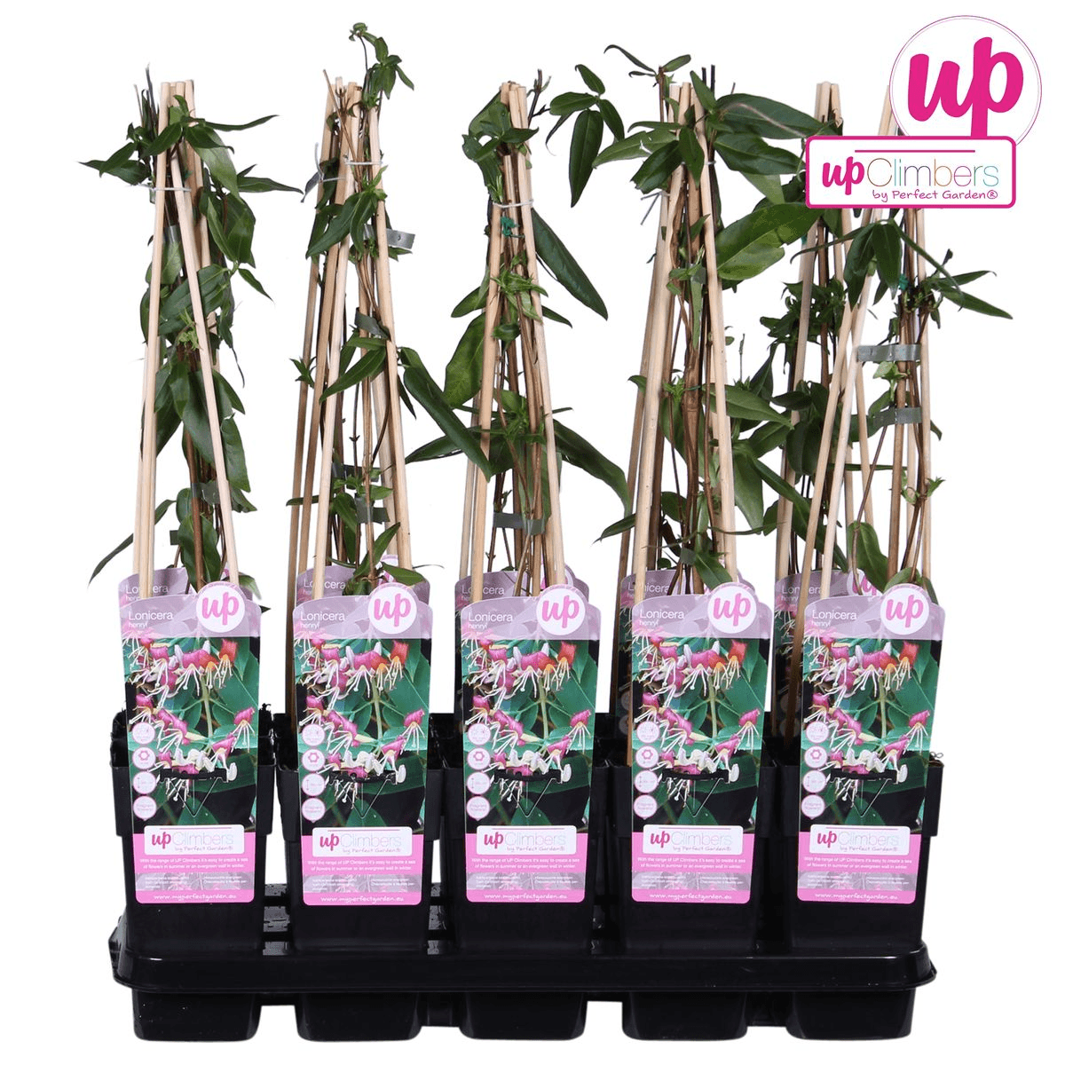 Geißblatt - Lonicera henryi - Immergrüne Kletterpflanze - Ø15cm - Höhe 65cm - Duftende Blüten für Garten, Terrasse & Balkon 