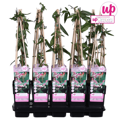 Geißblatt - Lonicera henryi - Immergrüne Kletterpflanze - Ø15cm - Höhe 65cm - Duftende Blüten für Garten, Terrasse & Balkon 