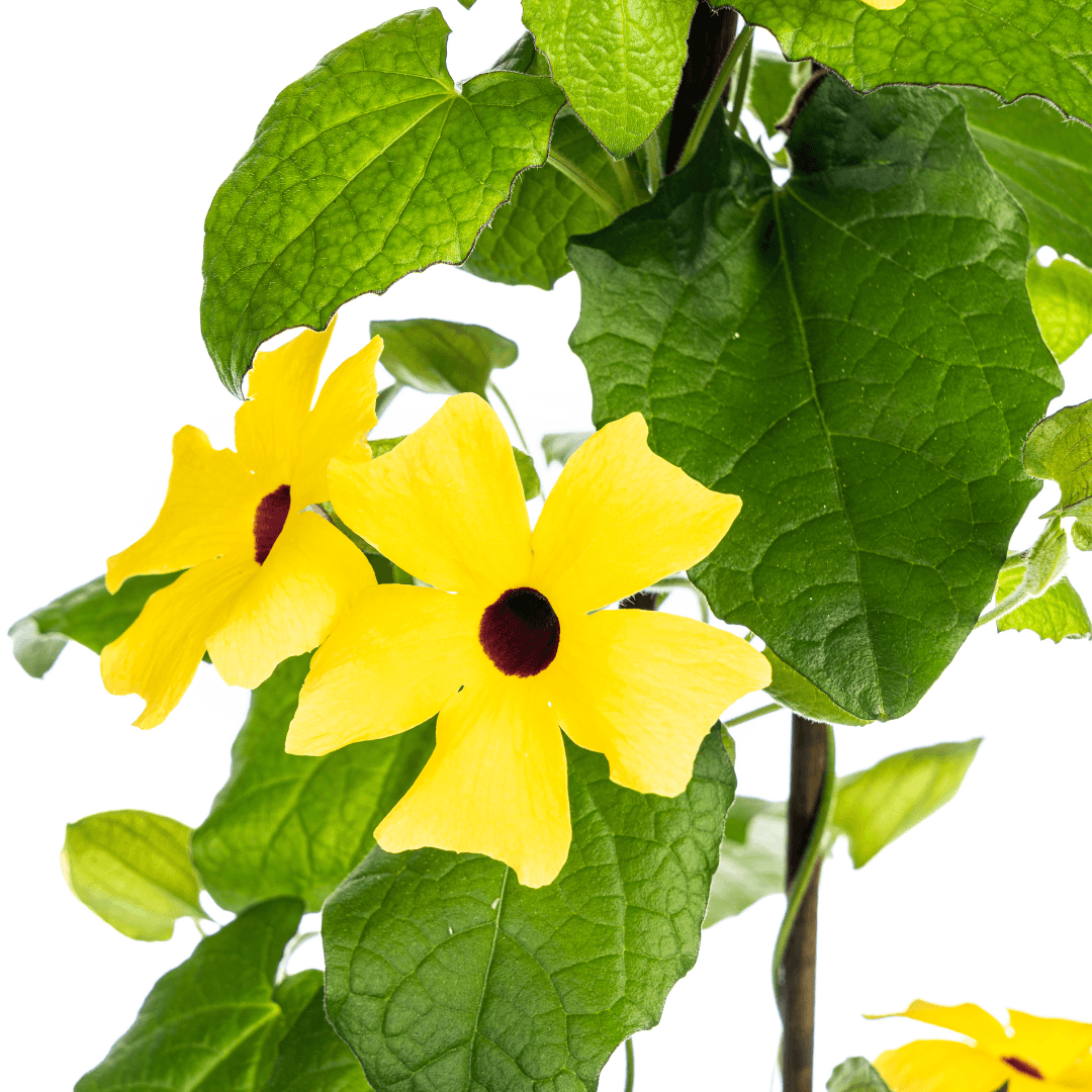 Schwarzäugige Susanne - Thunbergia alata Sunny Susy Yellow - Ø13 cm - ↕60 cm 