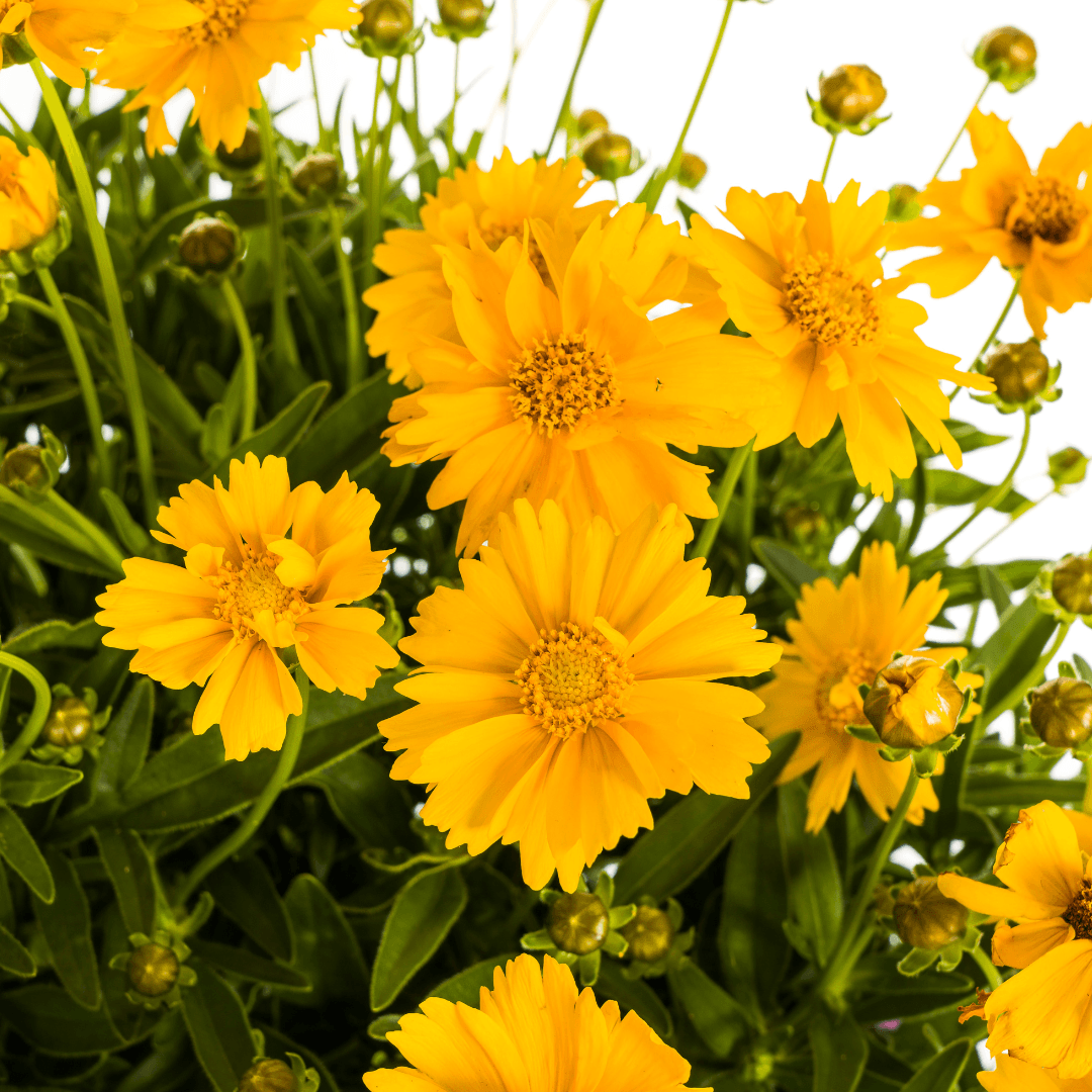 Coreopsis grandiflora – Mädchenauge – Ø 19 cm – Höhe 50–60 cm – Leuchtend gelbe Blüten – Für Beet, Steingarten & Rabatte – Pflegeleicht & sonnenliebend 