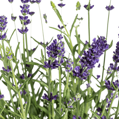 Echter Lavendel – Lavandula angustifolia – Ø13cm – ↕30–40cm – 8 Pflanzen – Duftende, bienenfreundliche Gartenpflanze – Für Beet, Balkon & Terrasse – Winterhart & pflegeleicht 