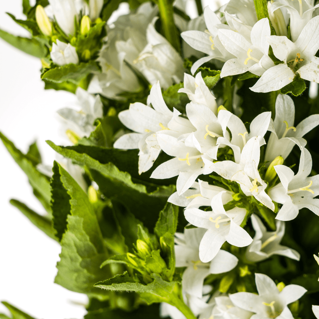 Campanula glomerata Genti – Ø19 cm – Höhe 30–40 cm – Glockenblume mit tiefvioletten Blüten – Winterharte Staude für Beete & Steingärten 