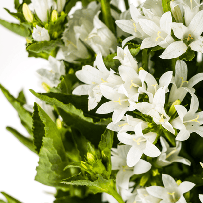 Campanula glomerata Genti – Ø19 cm – Höhe 30–40 cm – Glockenblume mit tiefvioletten Blüten – Winterharte Staude für Beete & Steingärten 