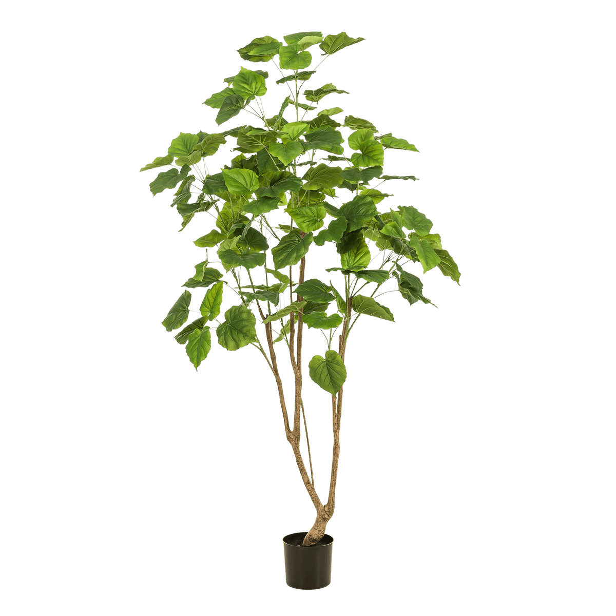 Kunstpflanze - Ficus Umbellata - Afrikanische Feige - 180cm 