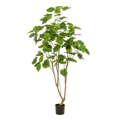 Kunstpflanze - Ficus Umbellata - Afrikanische Feige - 180cm 