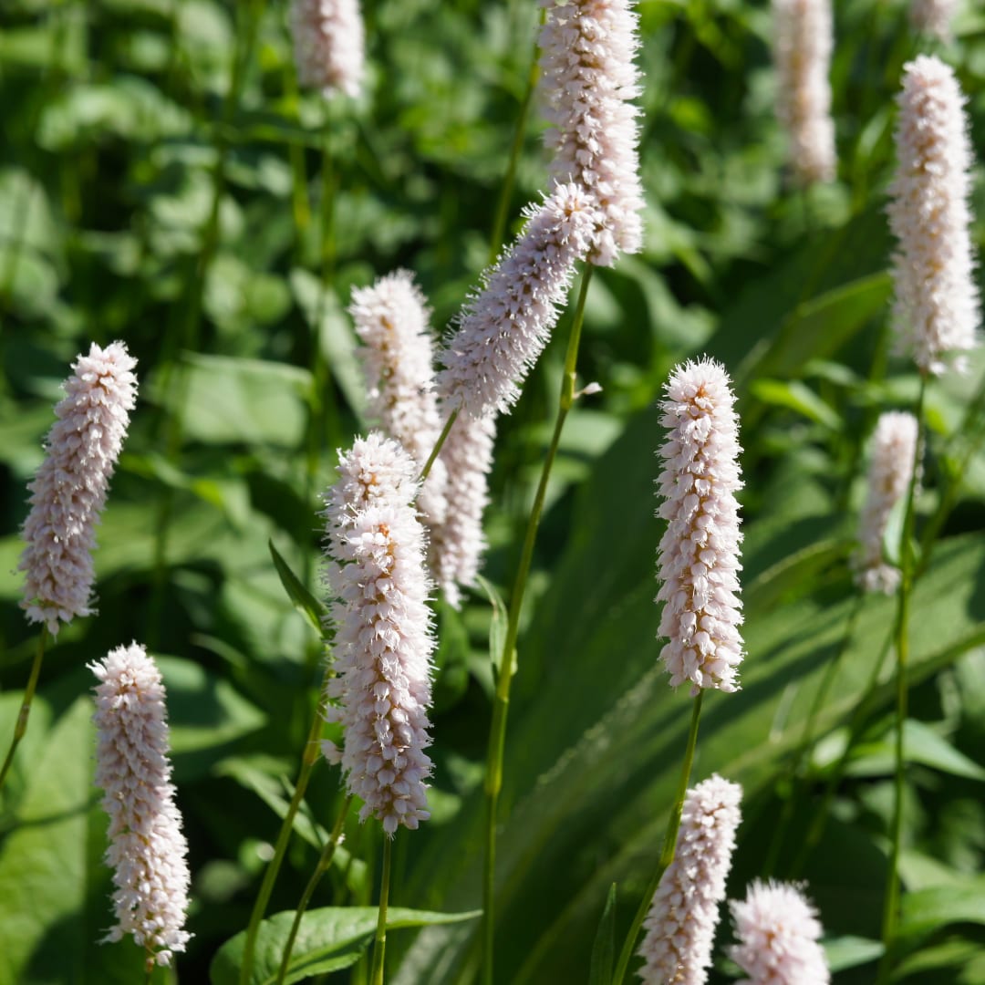 Persicaria bistorta Superba Rosa Blütenstaude für feuchte Beete & Teichrand Ø9cm 48 Stück