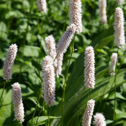 Persicaria bistorta Superba Rosa Blütenstaude für feuchte Beete & Teichrand Ø9cm 48 Stück