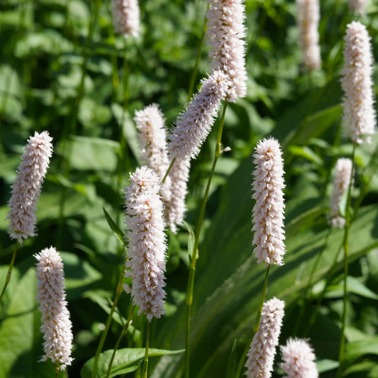Persicaria bistorta Superba Rosa Blütenstaude für feuchte Beete & Teichrand Ø9cm 48 Stück