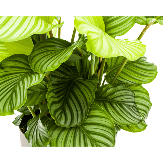 Korbmarante Calathea Orbifolia – Zimmerpflanze – Ø27cm – ↕70-90cm – große dekorative Blätter – pflegeleicht & tropisches Flair 