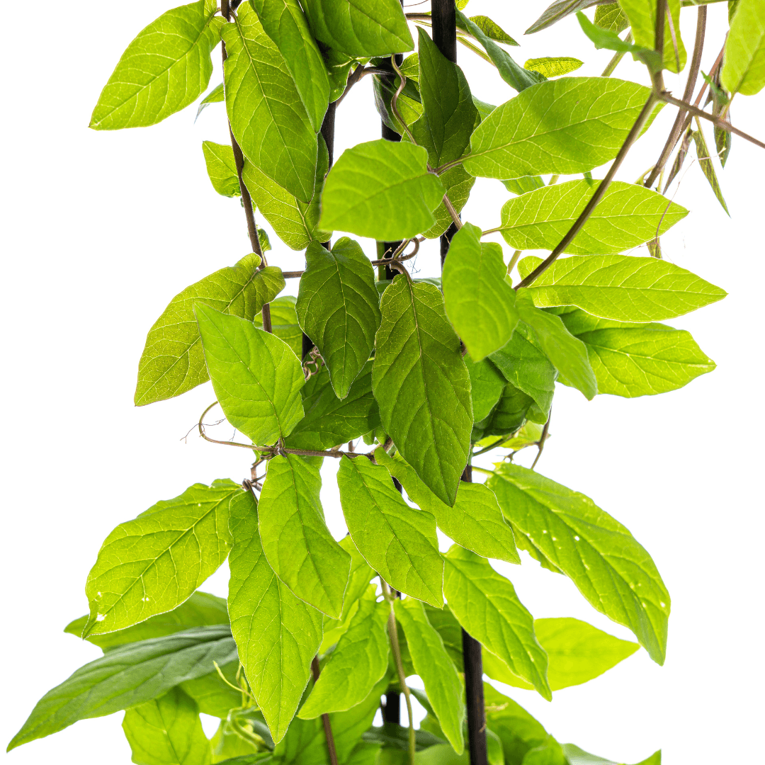 Glockenrebe - Cobea scandens Violet Blue - Ø13 cm - ↕60 cm - 4 Pflanzen 