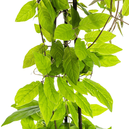 Glockenrebe - Cobea scandens Violet Blue - Ø13 cm - ↕60 cm - 4 Pflanzen 
