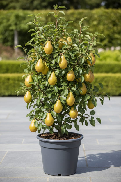 Birnbaum Pyrus communis Conference – Gelbe Birne – Obstbaum – Höhe ca. 90cm – 21cm – Ertragreiche, pflegeleichte Obstpflanze für Garten & Terrasse 