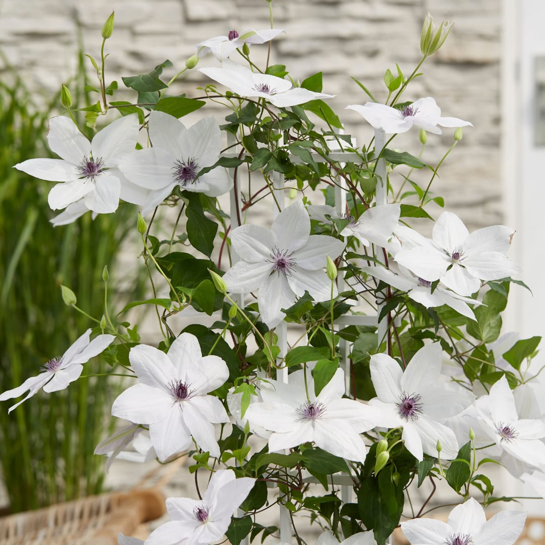 Clematis Tsukiko Ø23cm