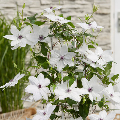 Clematis Tsukiko Ø23cm