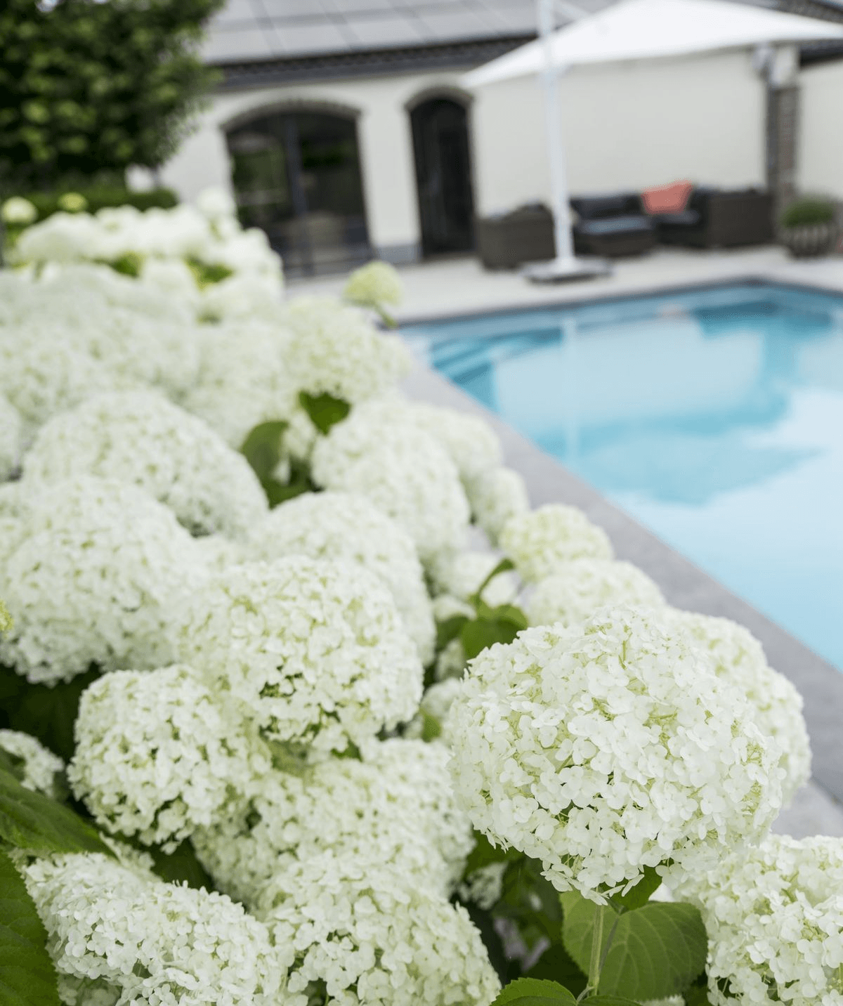 Hydrangea arbo. 'Strong Annabelle' - Ø19cm - ↕30cm 