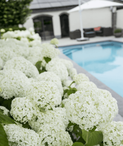 Hydrangea arbo. 'Strong Annabelle' - Ø19cm - ↕30cm 