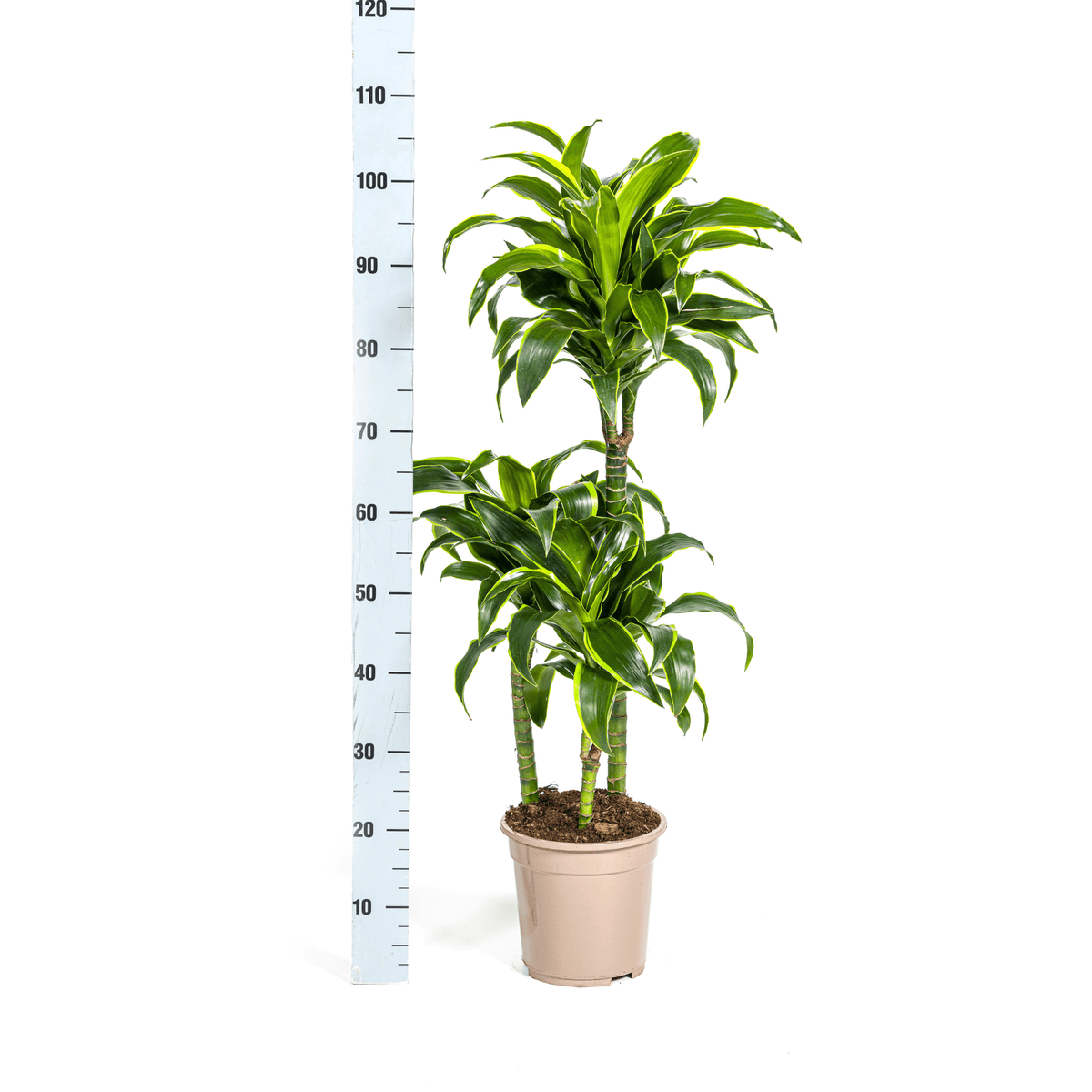 Dracaena Deremensis Dorado mit Korb Ø21cm - ↕100 - 120cm 