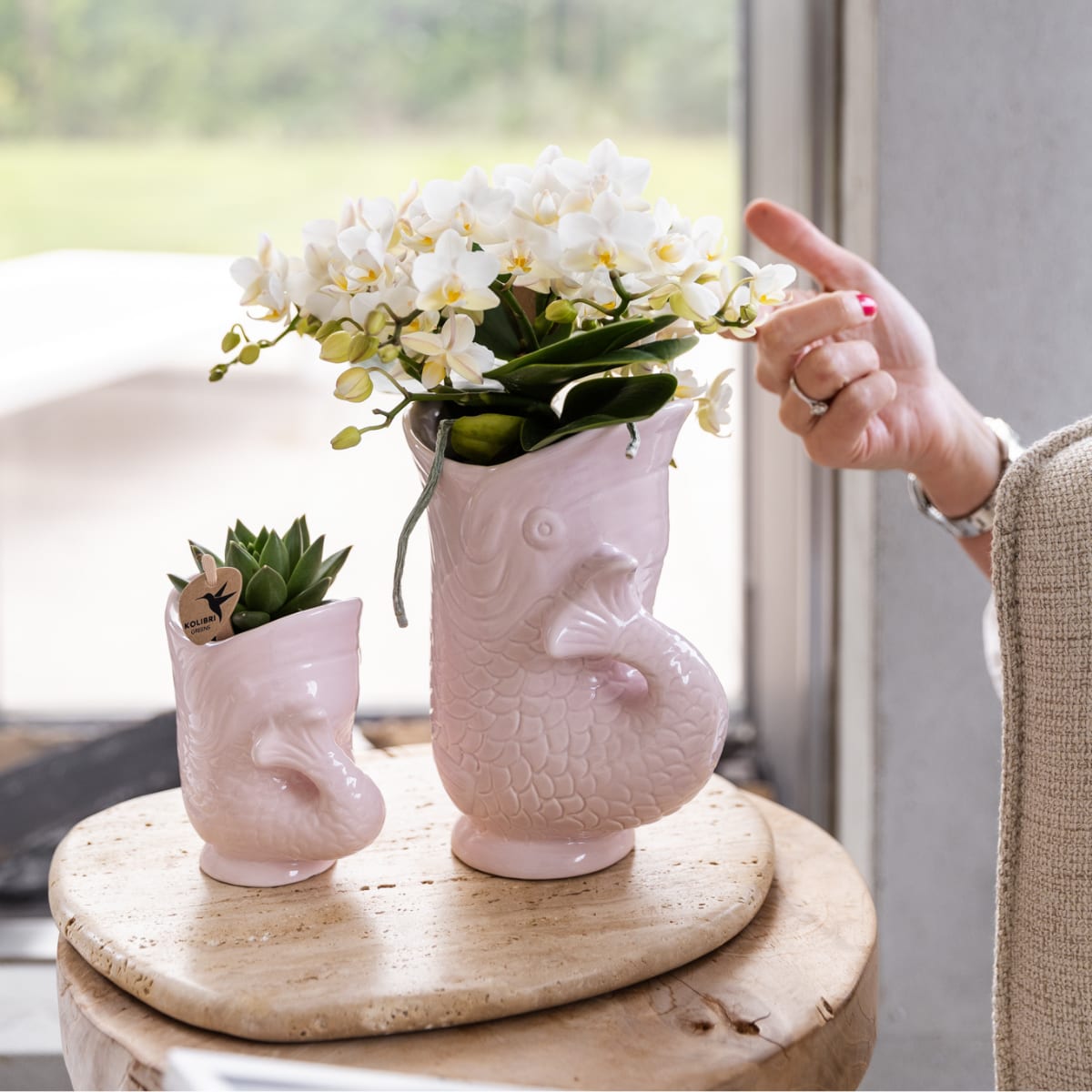Weiße Orchidee Nazaré – Ø9 cm – Zimmerpflanze im sommerlichen Fischtopf Rosa – Elegante Blüten für Wohnzimmer & Esstisch 