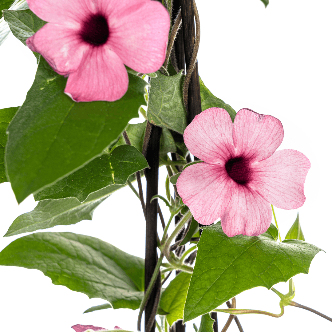 Schwarzäugige Susanne - Thunbergia alata Sunny Susy Rose Sensation - Ø13 cm - ↕60 cm - 4 Pflanzen 