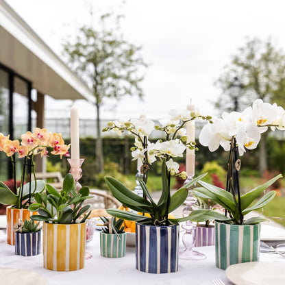 Weiße Phalaenopsis Orchidee Lausanne im Painted Stripe Ziertopf Türkis – Ø9cm – Multiflora Zimmerpflanze mit 2-3 Blütentrieben – Stilvoller Orchideentopf für Zuhause & Büro 
