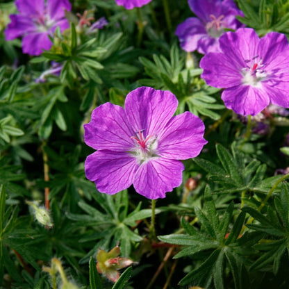Geranium sanguineum Blut – Storchschnabel – Ø9cm – Höhe10-25cm – Ansicht 17