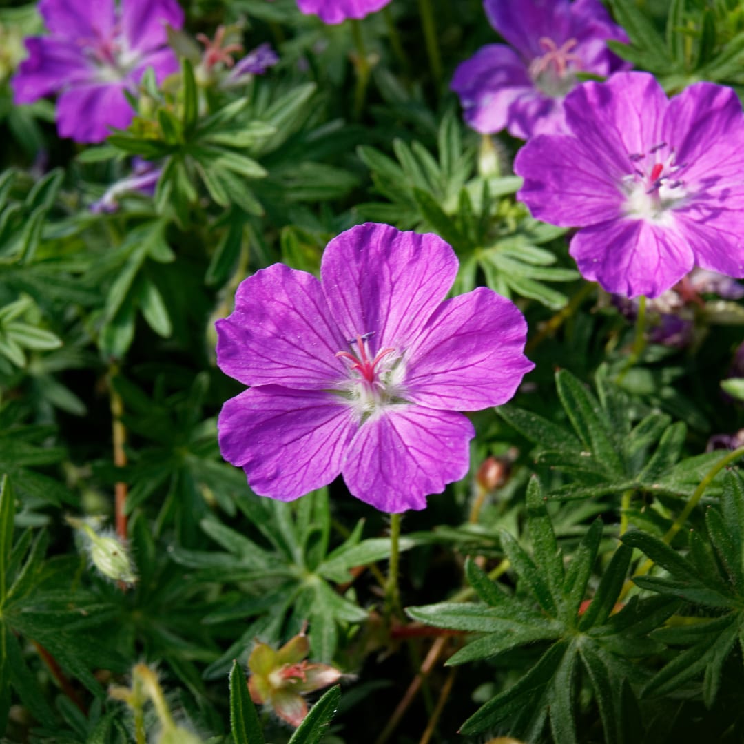Geranium sanguineum Blut – Storchschnabel – Ø9cm – Höhe10-25cm – Ansicht 11
