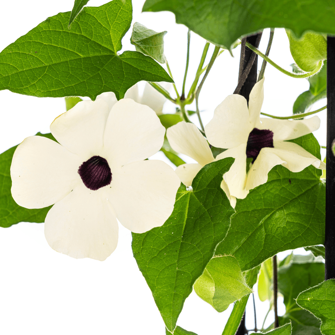 Schwarzäugige Susanne - Thunbergia alata Sunny Susy White - Ø13 cm - ↕60 cm - 4 Pflanzen 