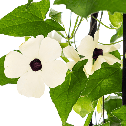 Schwarzäugige Susanne - Thunbergia alata Sunny Susy White - Ø13 cm - ↕60 cm - 4 Pflanzen 