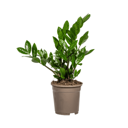 Glücksfeder – Zamioculcas Zamiifolia – Zimmerpflanze – Ø17cm – ↕40–50cm – Pflegeleicht & robust – Ideal für Büro & Wohnzimmer 
