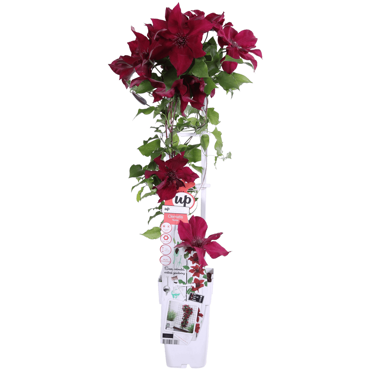 Waldrebe Clematis Nubia – Rote Clematis Evison – Ø15cm – ↕65cm – Blühstark & sommerlich – Kletterpflanze für Garten & Terrasse 